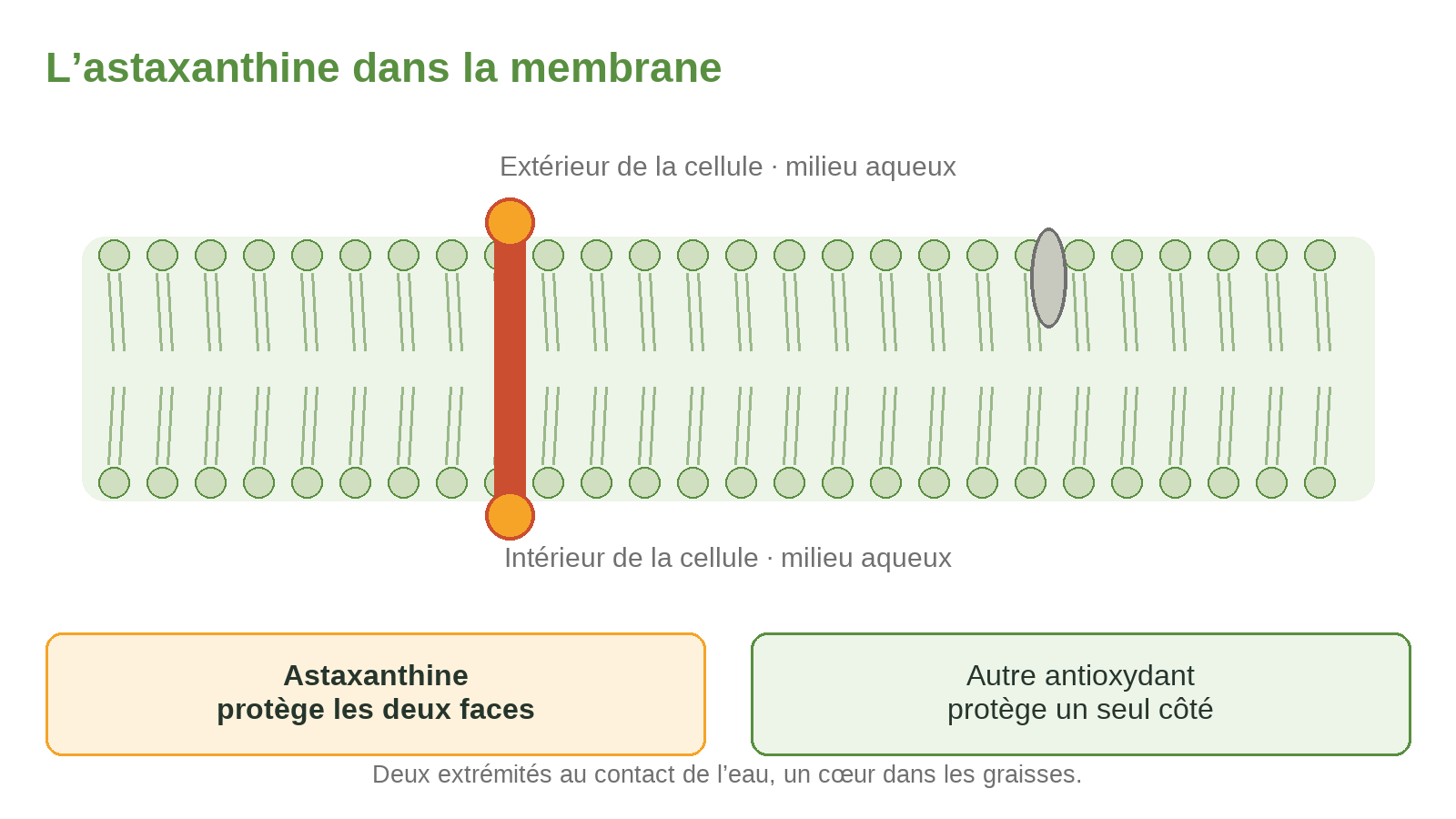 L’astaxanthine dans la membrane cellulaire
