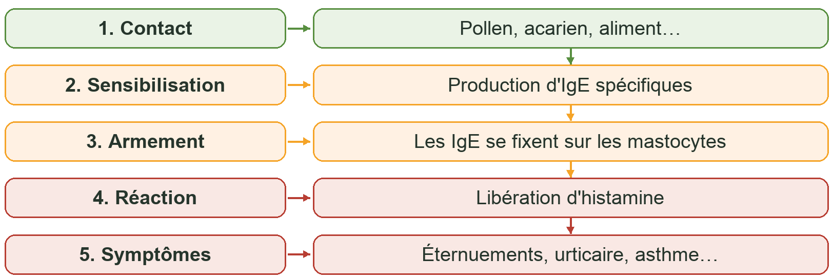 Les étapes d'une réaction allergique, de la sensibilisation aux symptômes.