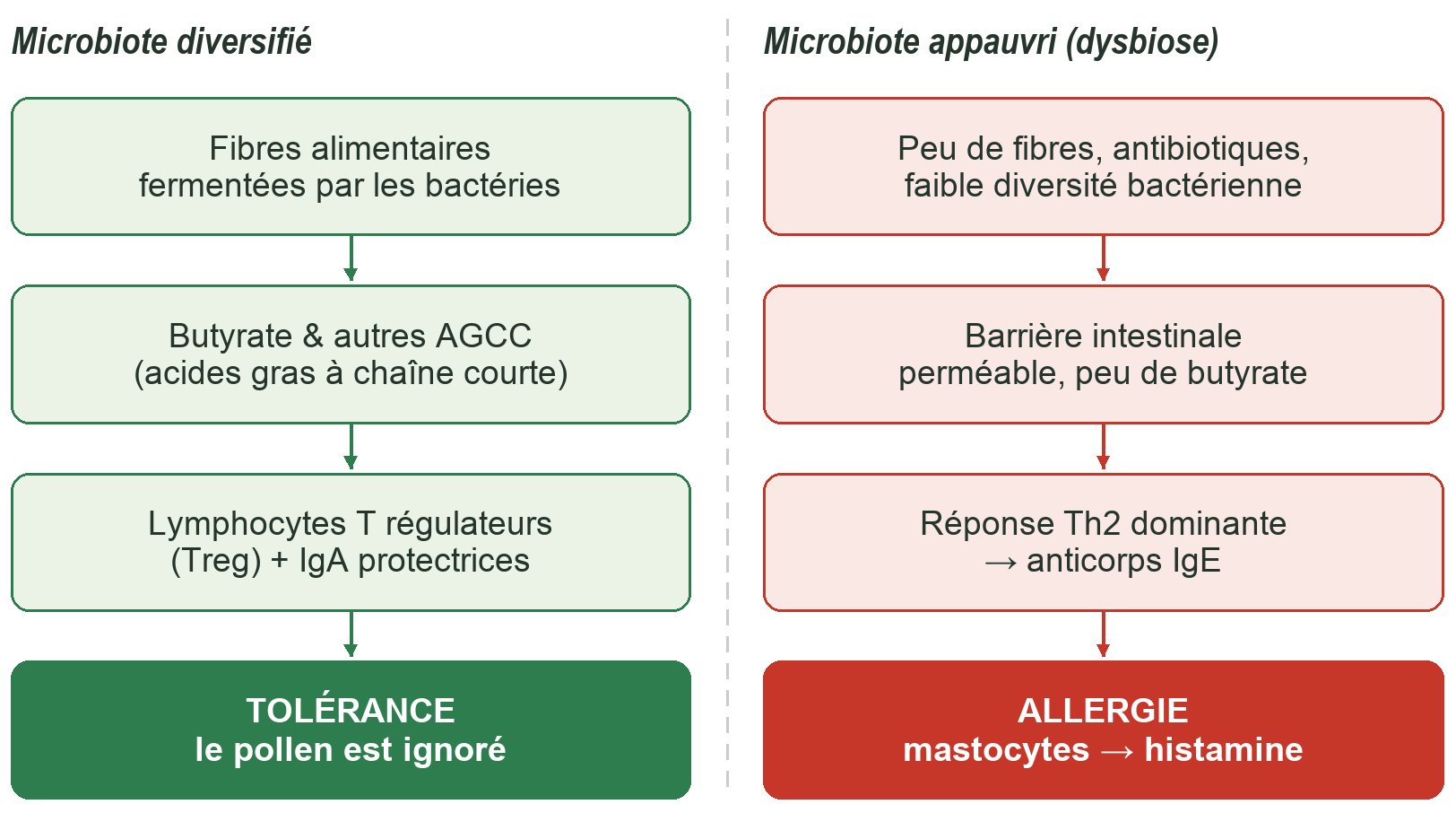 Deux scénarios : la tolérance entretenue par un microbiote diversifié, la dérive allergique favorisée par la dysbiose.