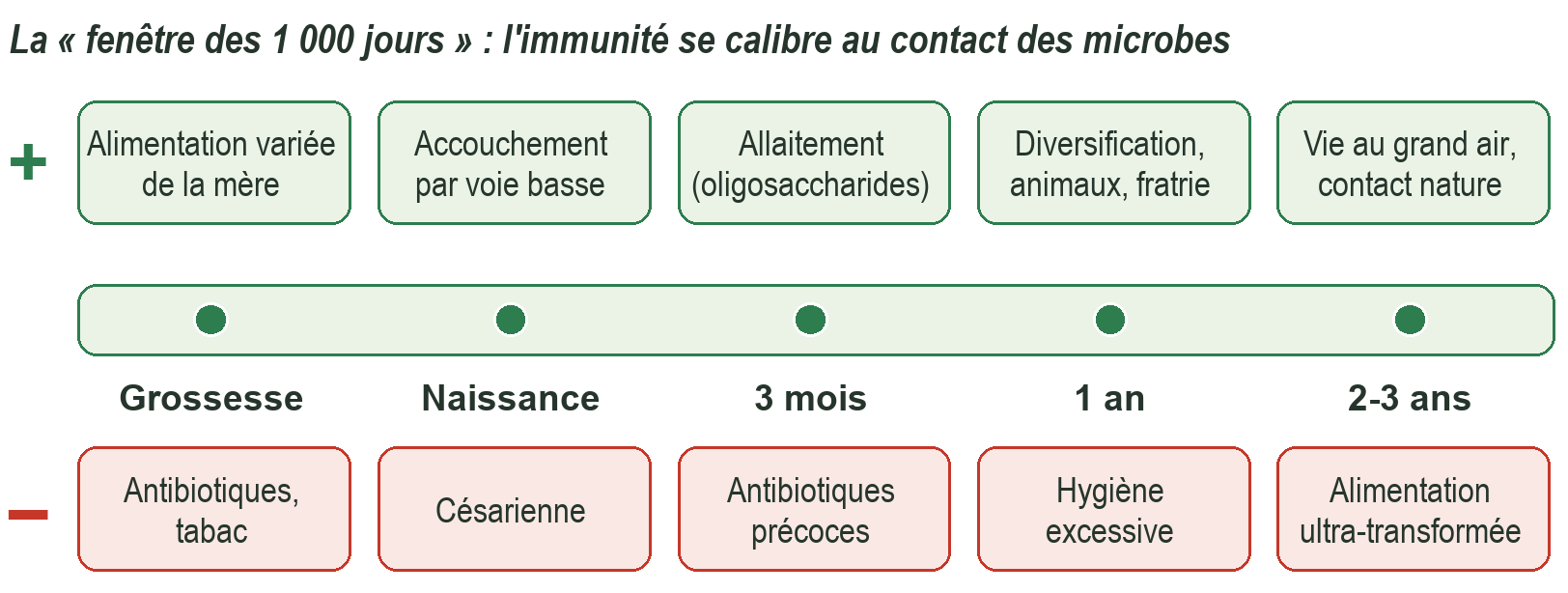 Les facteurs qui favorisent (en vert) ou perturbent (en rouge) la mise en place du microbiote.