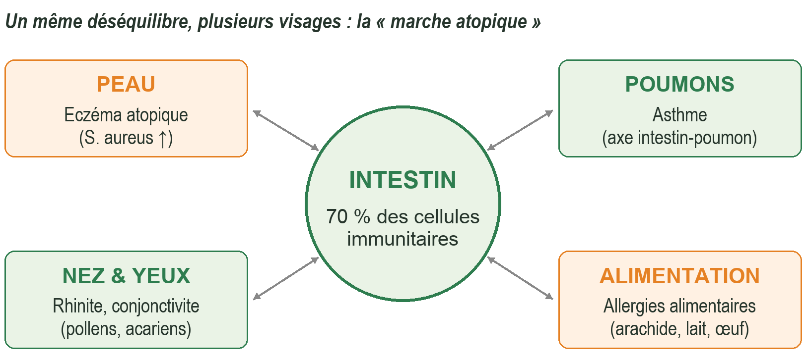 L'intestin, plaque tournante de l'immunité, communique avec la peau, les poumons et les muqueuses.