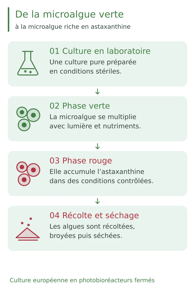 Culture de Haematococcus pluvialis en système fermé : phase verte, phase rouge, récolte et séchage